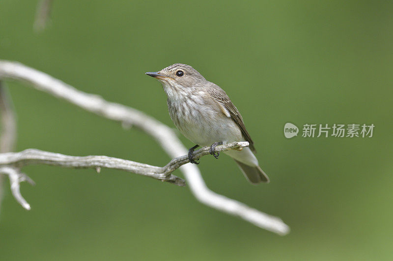 斑点flycatcher (Muscicapa striata)